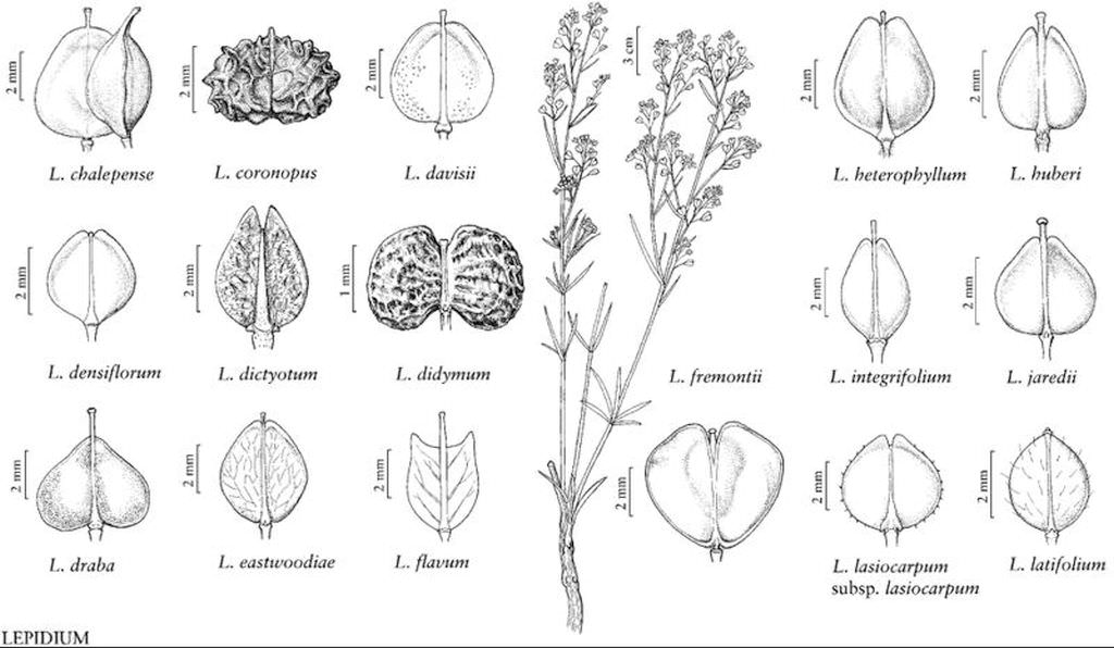 Illustration of Lepidium fruits from the Flora of North America.