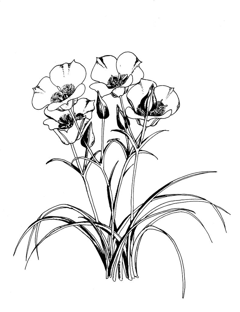 Illustration of Calochortus ciscoensis by April Jensen.