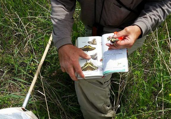 A CNHP Scientist Identifying a Butterfly