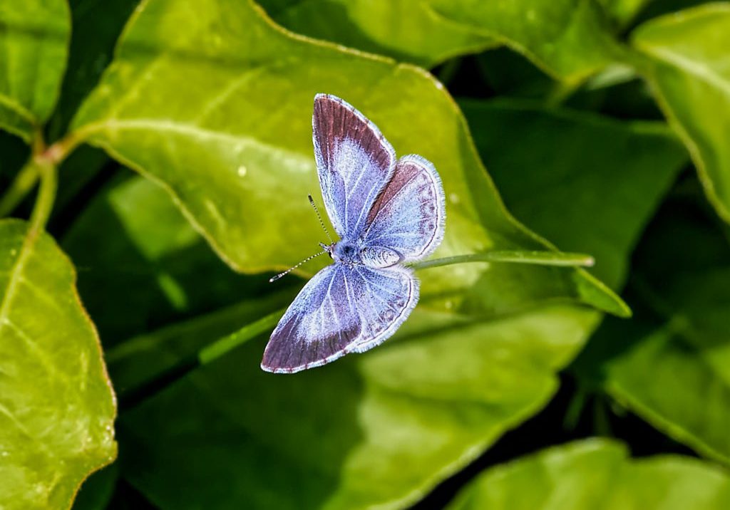 Hops blue butterfly (Celastrina humulus) by Michael Menefee.oto by Michael Menefee