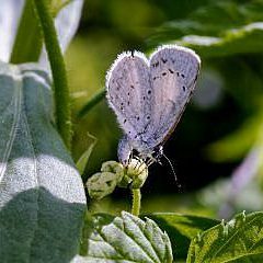 Hops blue butterfly (Celastrina humulus) by Michael Menefee