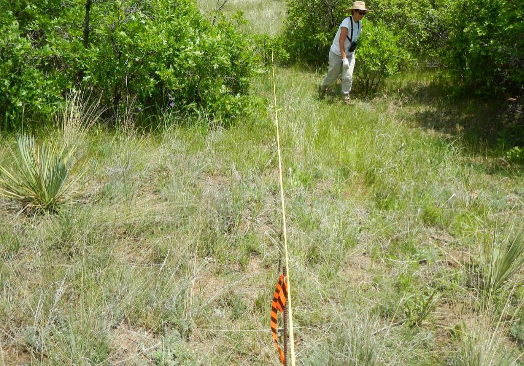 Long-term monitoring plot for leafy spurge (Euphorbia esula).