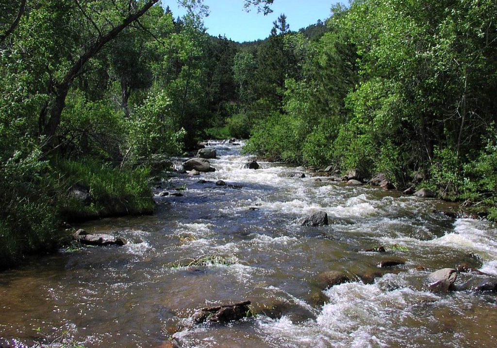 Riparian vegetation along a montane stream.