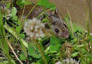 Preble's meadow jumping mouse (Zapus hudsonius preblei)