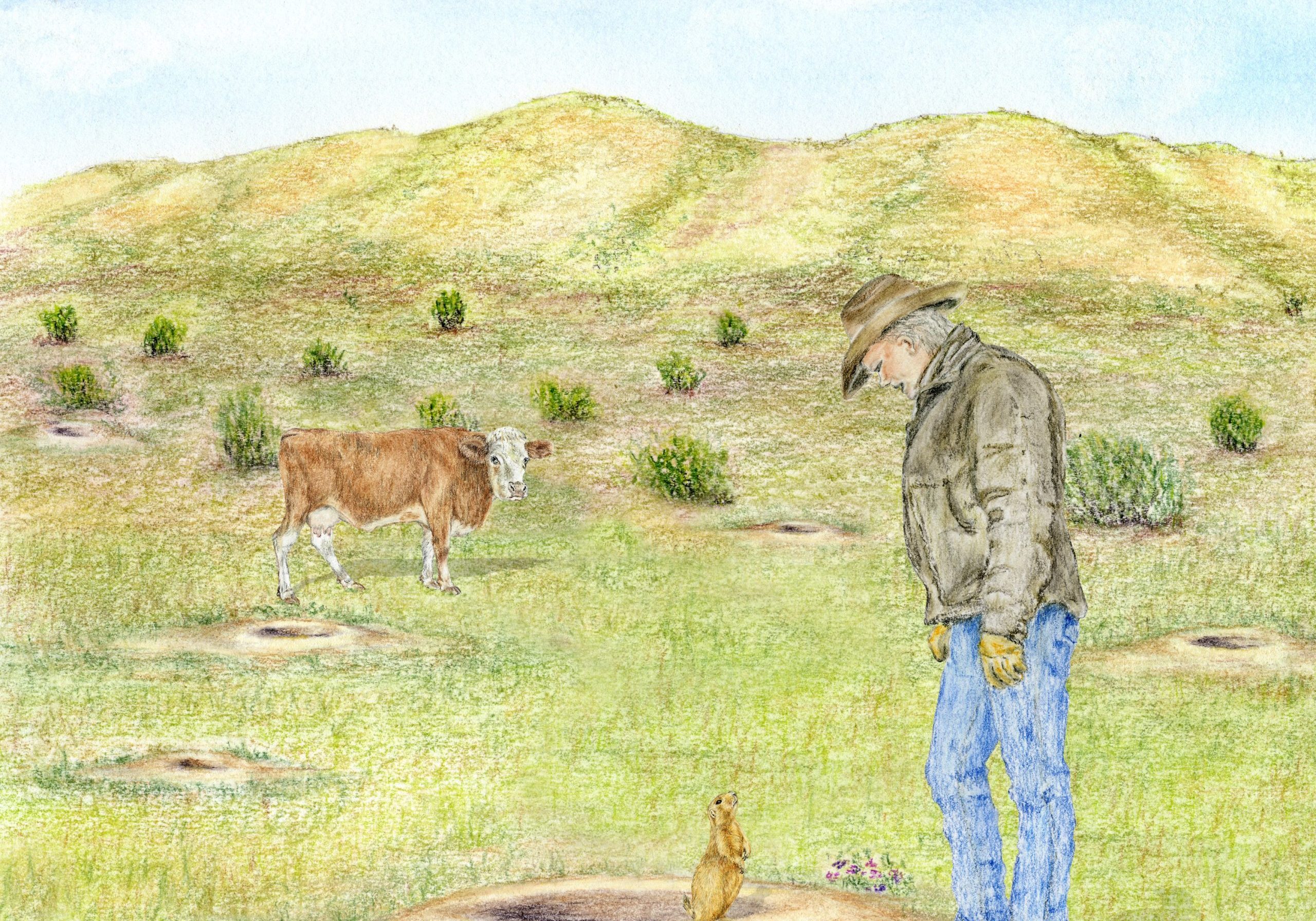 Pencil illustration of a rancher standing at the edge of a prairie dog colony, with a cow grazing nearby and a prairie dog at a burrow entrance, by Sharyn Davidson.