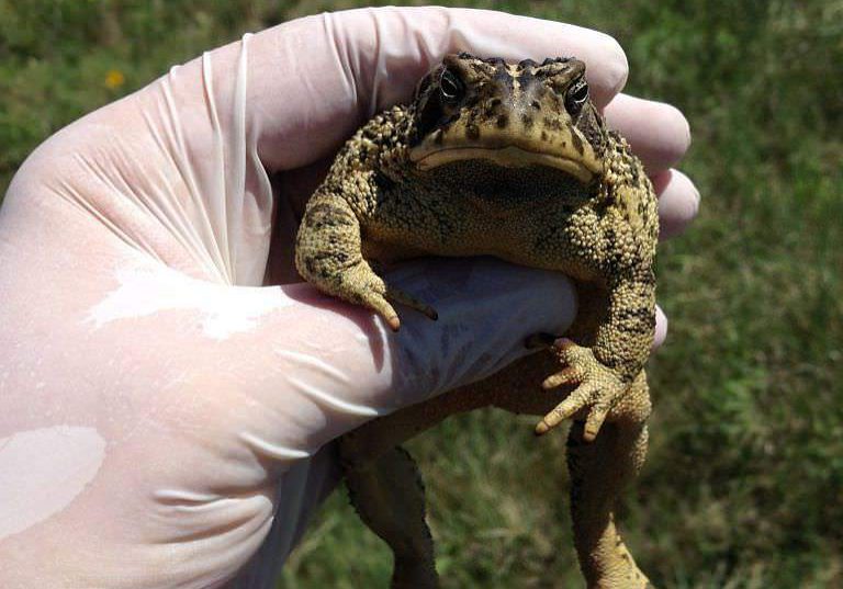 BBoreal toad (Anaxyrus boreas pop. 1)