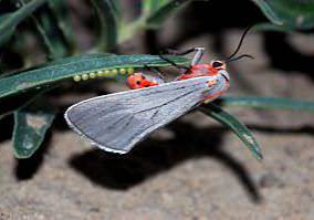 Rare Tiger Moth (Pygarctia neomexicana). Photo by Michael Menefee.